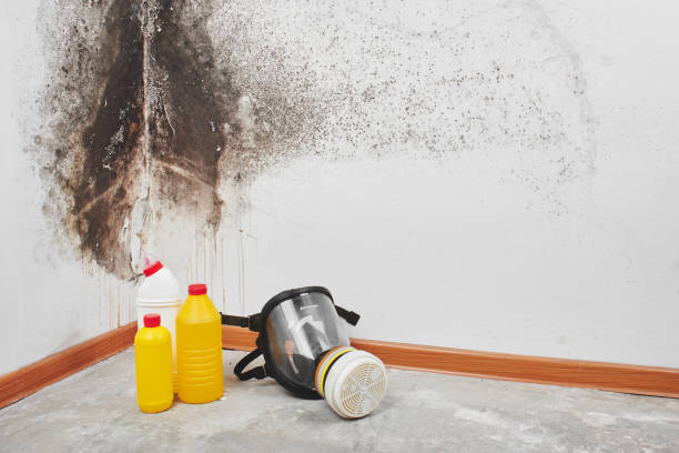 Best Certified Mold Removal  in Shavano Park, TX