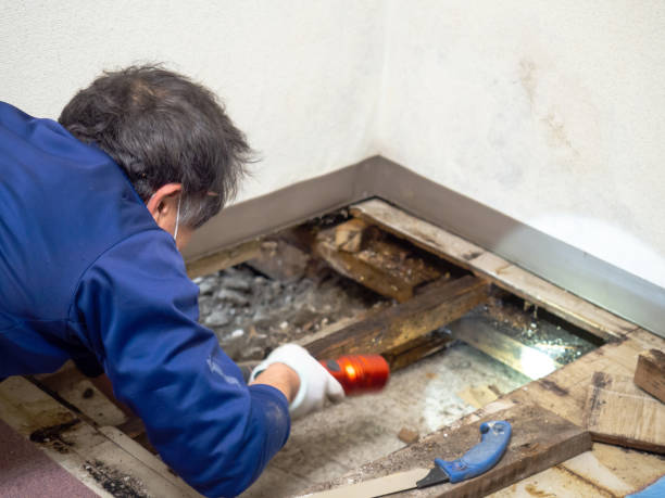 Best Attic Mold Removal  in Shavano Park, TX