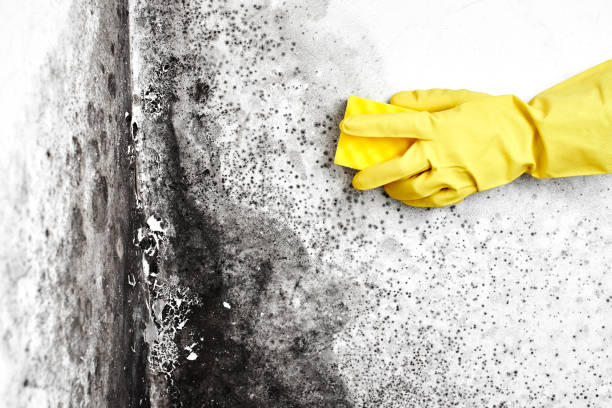 Mold Removal and Inspection in Shavano Park, TX