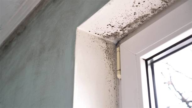 Best Fast Mold Removal  in Shavano Park, TX