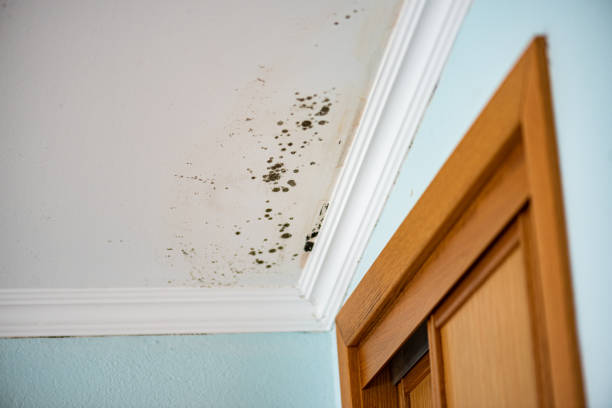 Mold Testing and Removal in Shavano Park, TX