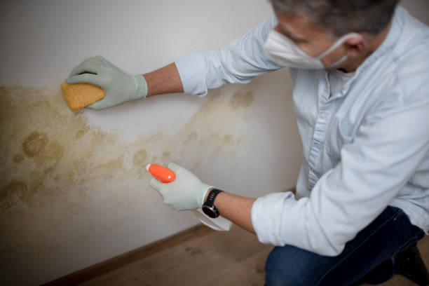 Best Mold Testing  in Shavano Park, TX