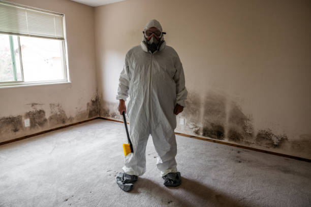 Best Professional Mold Removal  in Shavano Park, TX