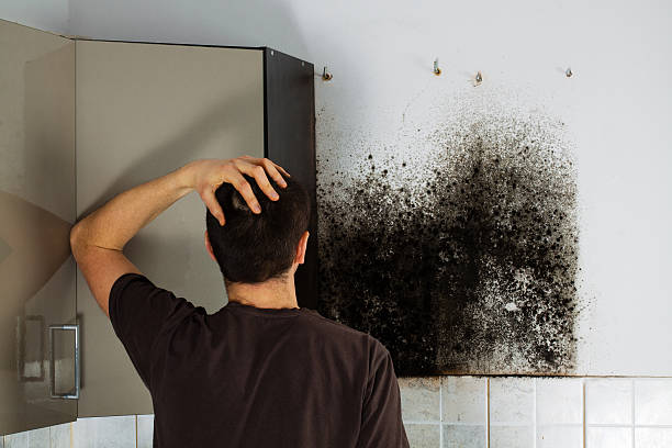 Best Home Mold Removal  in Shavano Park, TX